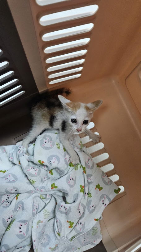 보호중 한국 고양이…